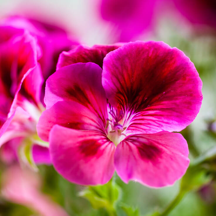 Geranium bourbon