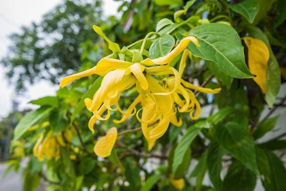 Ylang ylang extra